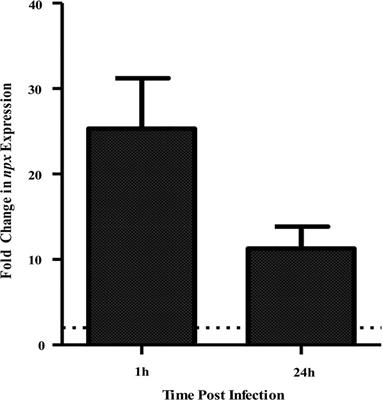 Investigation of the Role That NADH Peroxidase Plays in Oxidative Stress Survival in Group B Streptococcus